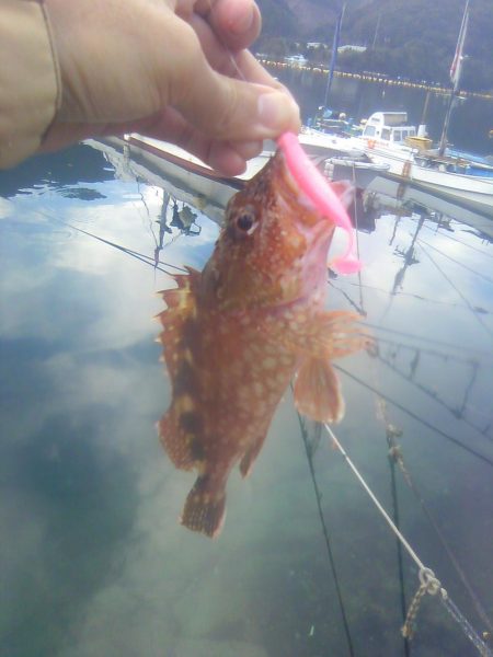 オオモンハタ遠征