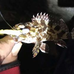 エギング終了します