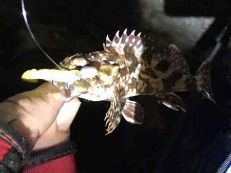 エギング終了します