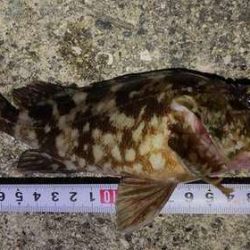 ガッシーパラダイス