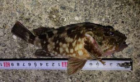 ガッシーパラダイス