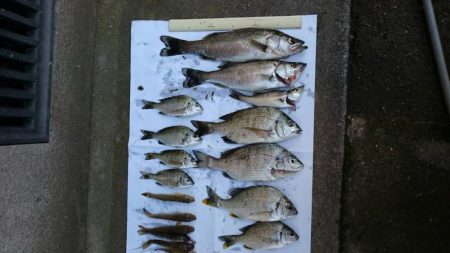 セイゴとチヌにハゼ