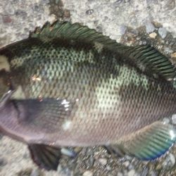 焼津港ではメバルが釣れ出しました。用宗では何とかカマス