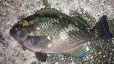 焼津港ではメバルが釣れ出しました。用宗では何とかカマス