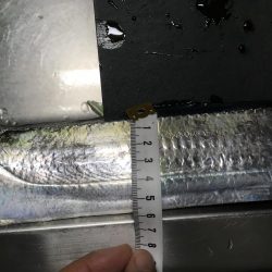 太刀魚すら渋い