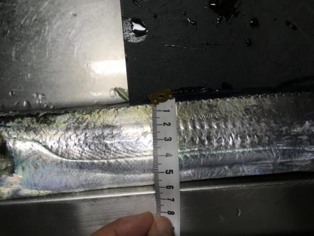 太刀魚すら渋い