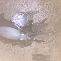 エギング デビュー 2回目