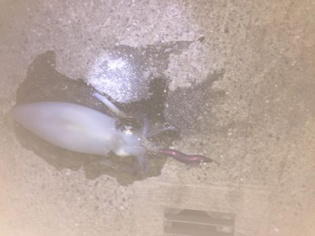 エギング デビュー 2回目