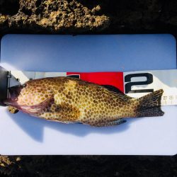 カワハギ投げ釣り