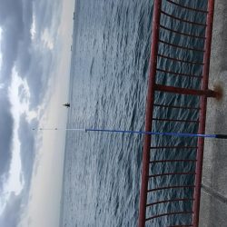 色違いかわはぎ