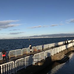 ワインドでサゴシ