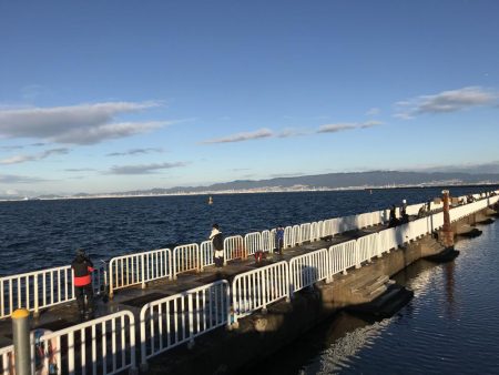 ワインドでサゴシ