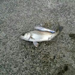 必殺イソメ撒き(´・ω・｀)