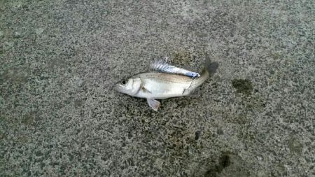 必殺イソメ撒き(´・ω・｀)