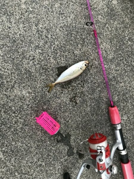 サビキで豆アジ小アジ
