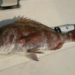 タイラバで脱走兵