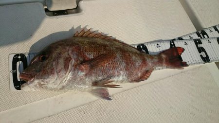 タイラバで脱走兵