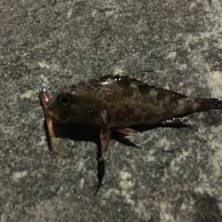 今日もアジ探し