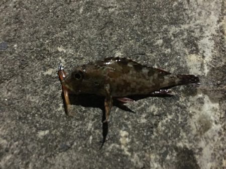 今日もアジ探し