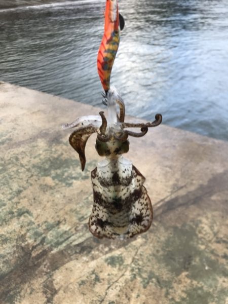 20171118-19大雨暴風たまに霰