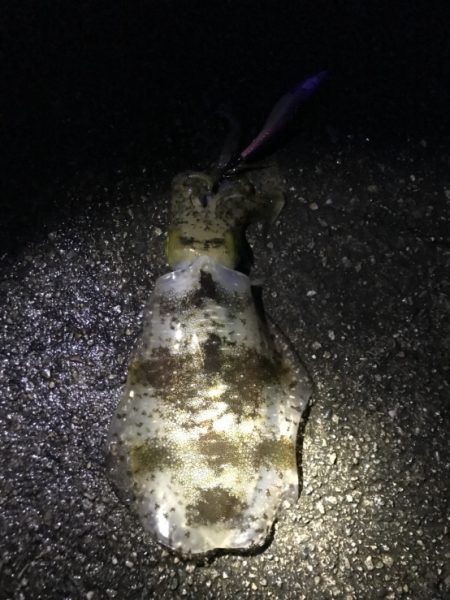 20171123曇雨晴霙