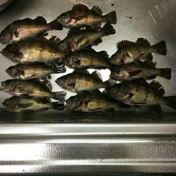 メバル&シーバス