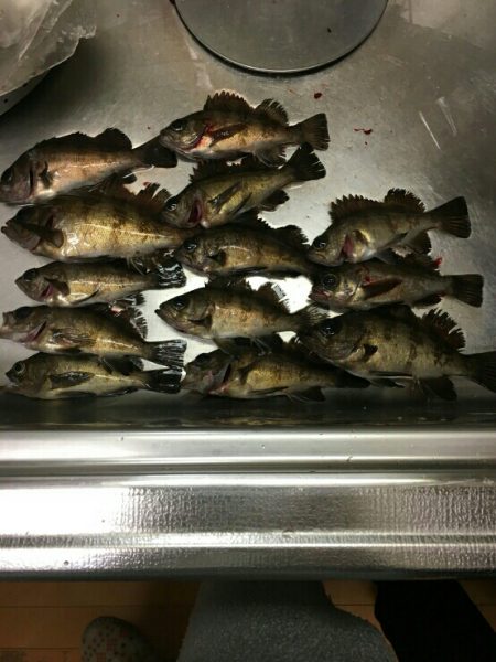 メバル&シーバス