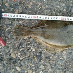 渋い中魚種多様