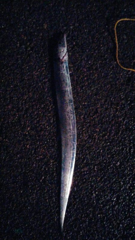 久しぶりの太刀魚