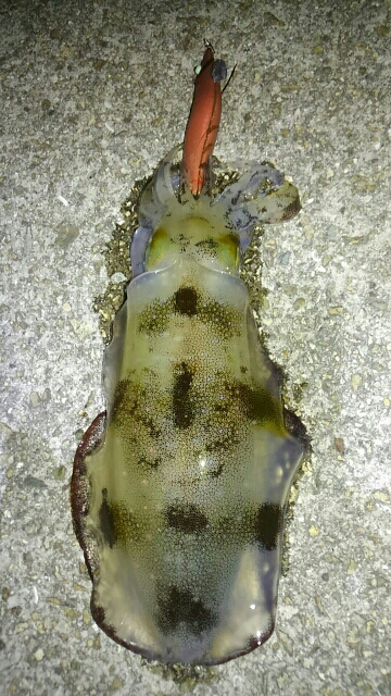 四季の釣りロケの横で…