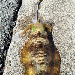 久しぶりエギング