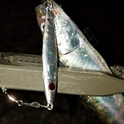 ナイトブルーを求めて!