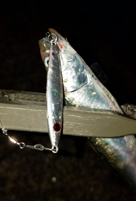 ナイトブルーを求めて!