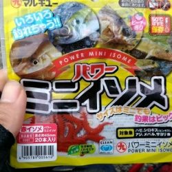 菅島　穴釣り釣行