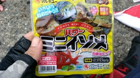 菅島　穴釣り釣行