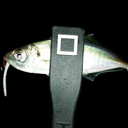 舞洲アジングNO5