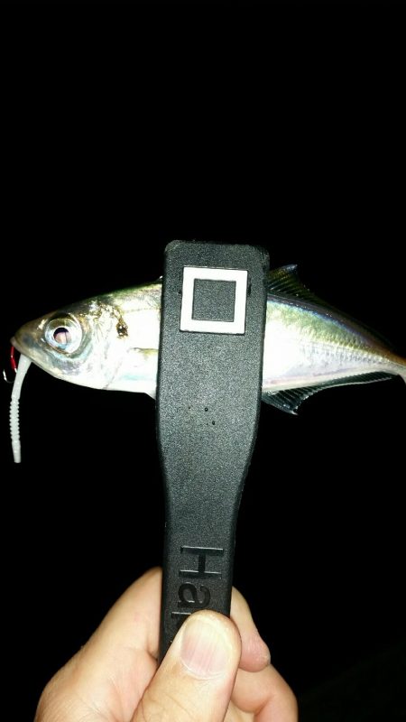 舞洲アジングNO5