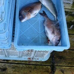 釣り堀田尻。田尻の日