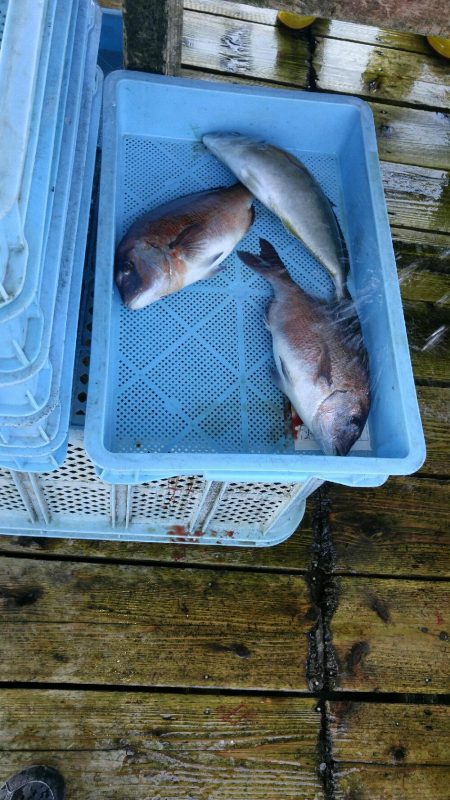 釣り堀田尻。田尻の日