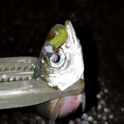 癒しのアジング！