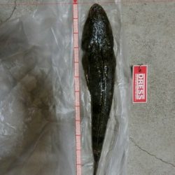 強風河口フィッシング