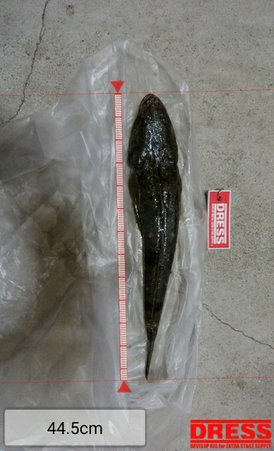 強風河口フィッシング