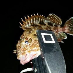 ロックフィッシュ調査NO1