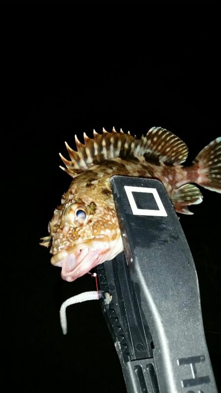 ロックフィッシュ調査NO1