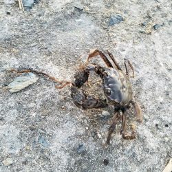 渋いですねぇ…