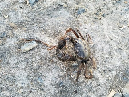 渋いですねぇ…