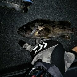 初ライトゲーム　港内