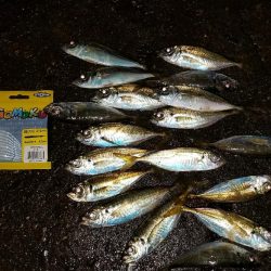 太刀魚からのアジ！