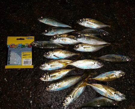 太刀魚からのアジ！