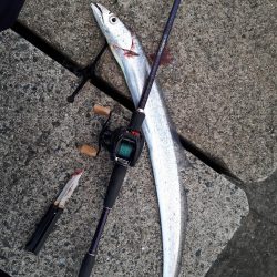 マイワシーバスからのタチウオ